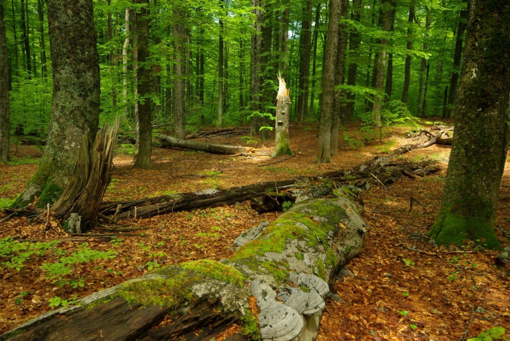 Geldanlage in deutschen Wald  Waldinvestment Deutschland 